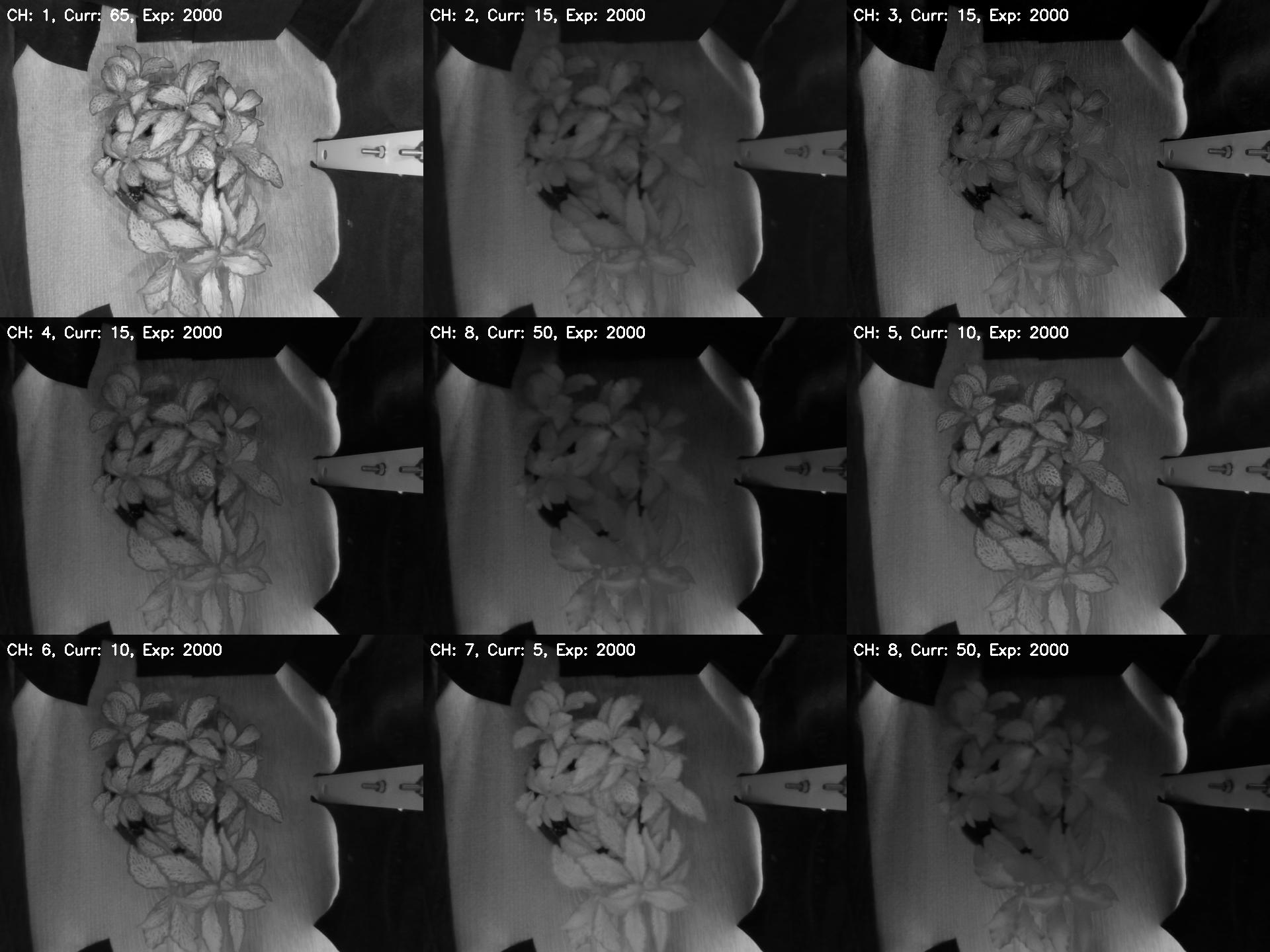 Plant Mosaic Multispectral BW